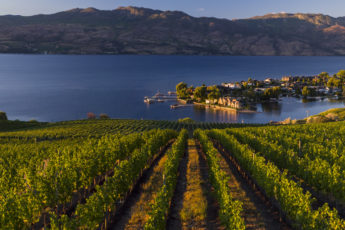 Okanagan Valley Wine