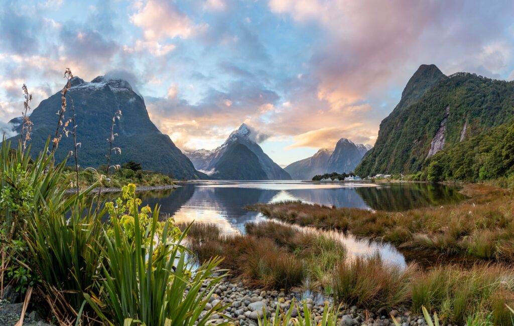 Towering peaks, shiny dark blue water of Milford sound, with grasses in the foreground and a pink and blue cloudy sky