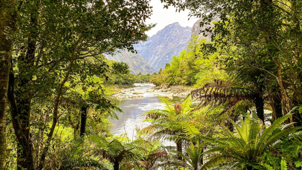 Bright green plants, ferns and trees shine in the sunlight, with mountain in the background at Milford Sound track.