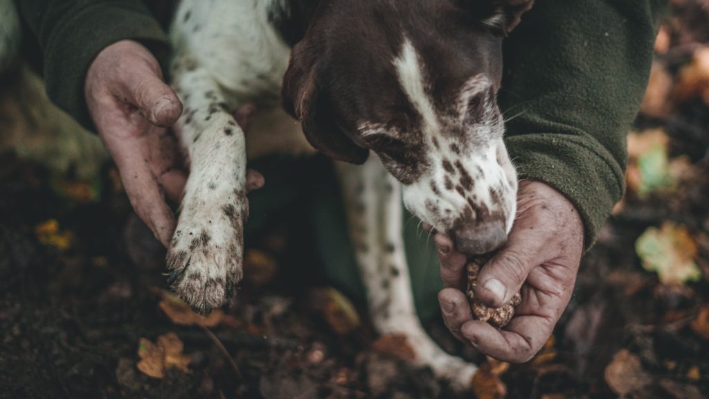 Truffle hunting dog