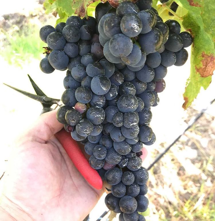 Grapes at Hungerford Hill