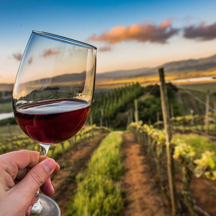 Vineyards at sunset