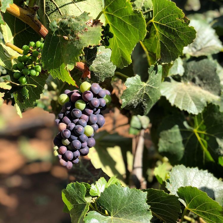 Pinot Noir grapes