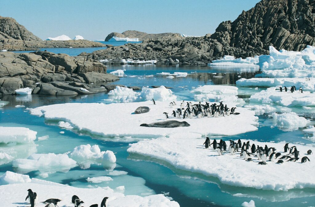 Penguin colonies sit on islands of ice in the antarctic, with bright blue water and dark rocky islands.