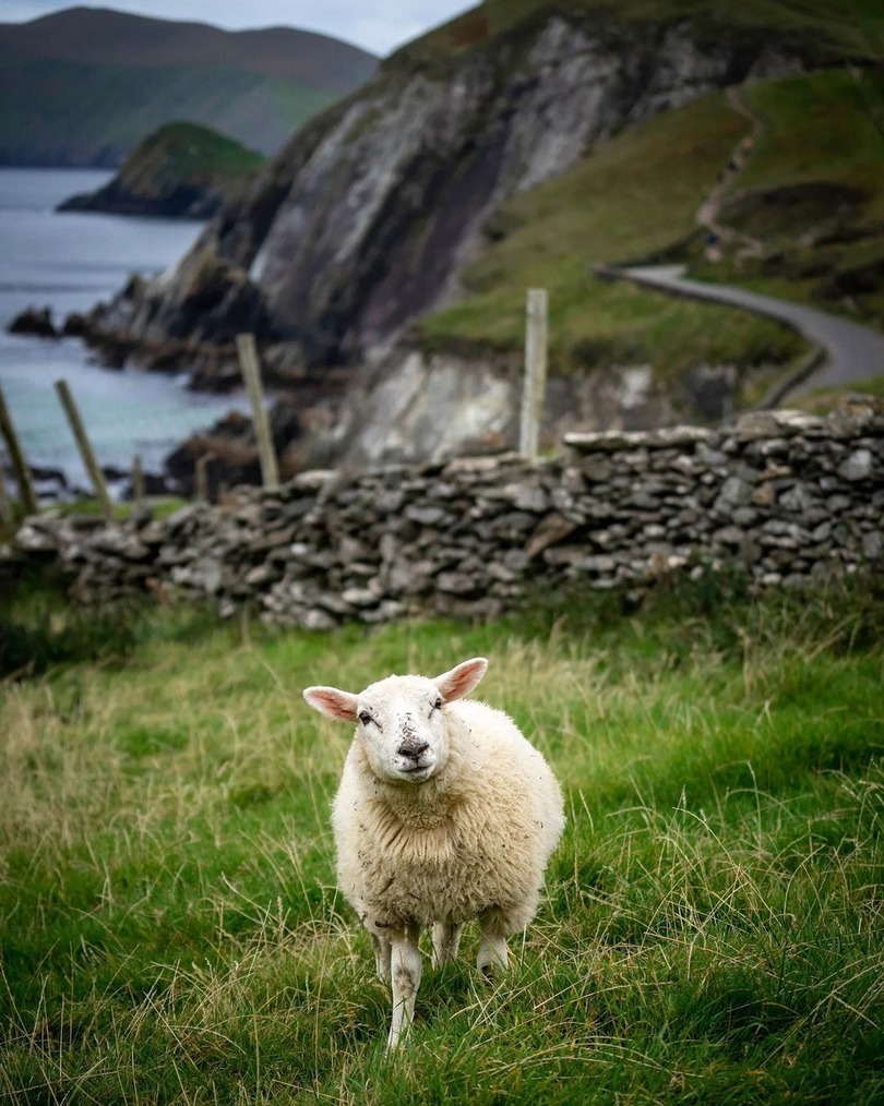 sheep green pastures County Kerry