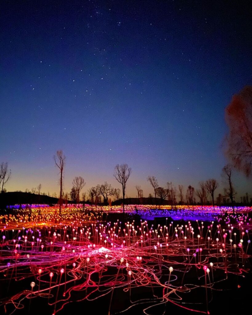 Field of Light installation at Uluru Australia