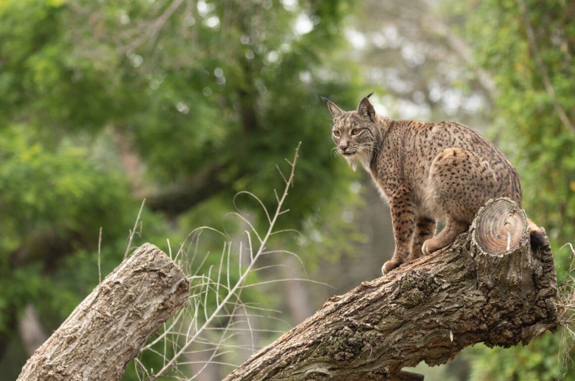 An Iberian lynx sat on a fallen tree, with dense foliage in the background