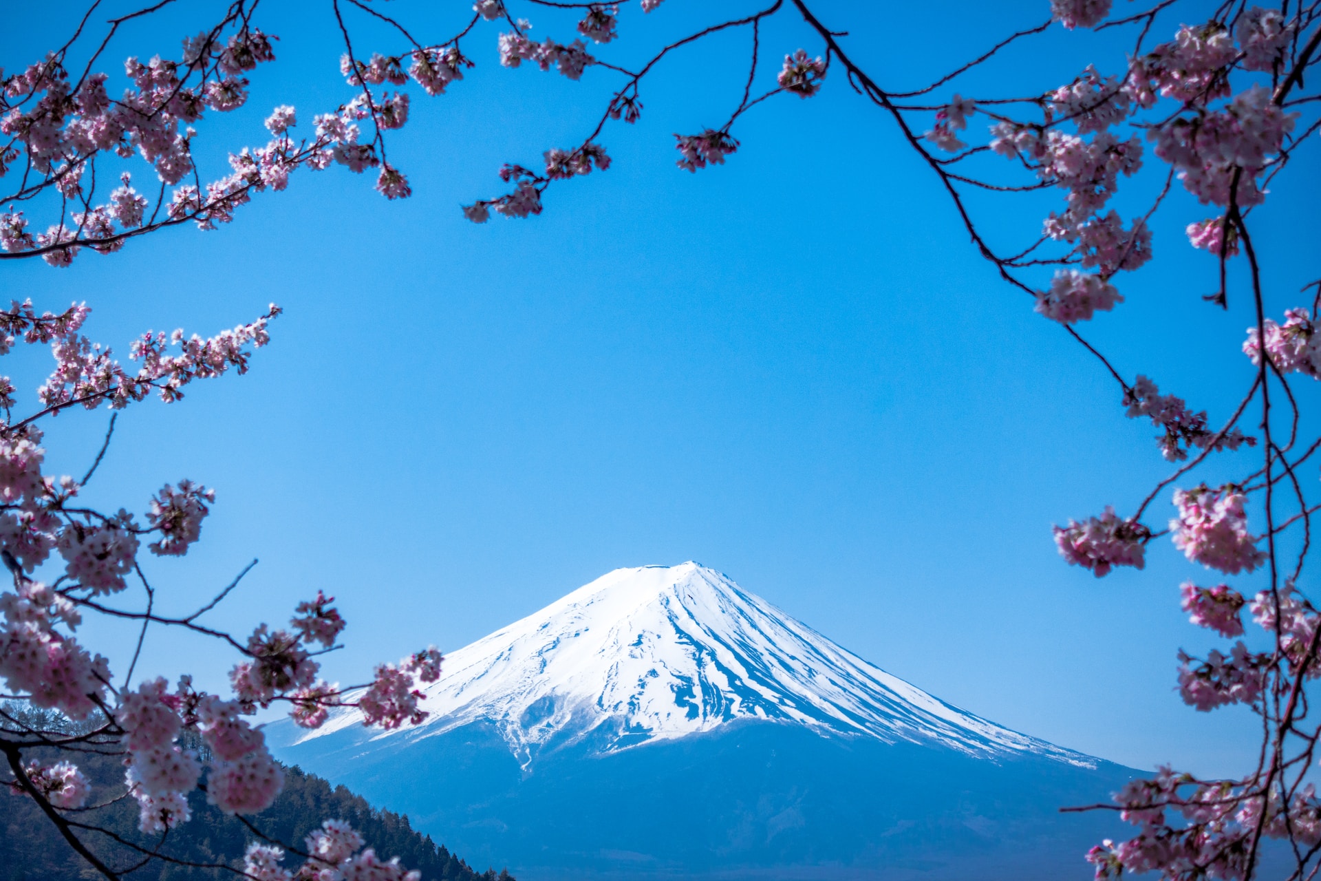 View of Mt. Fuji, seen through cherry blossom branches 