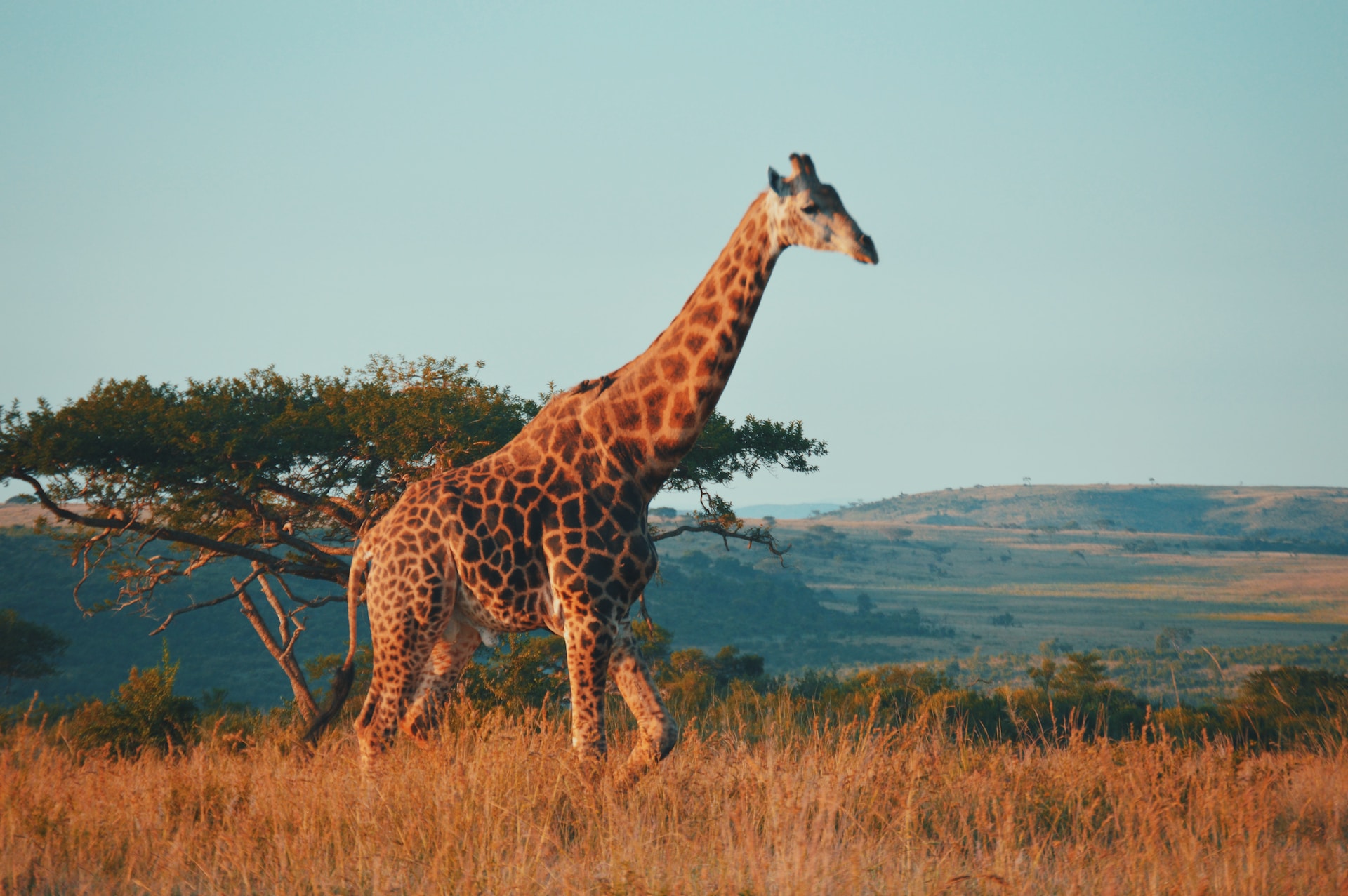 Image of a giraffe wandering through long grass on the South African savannah 