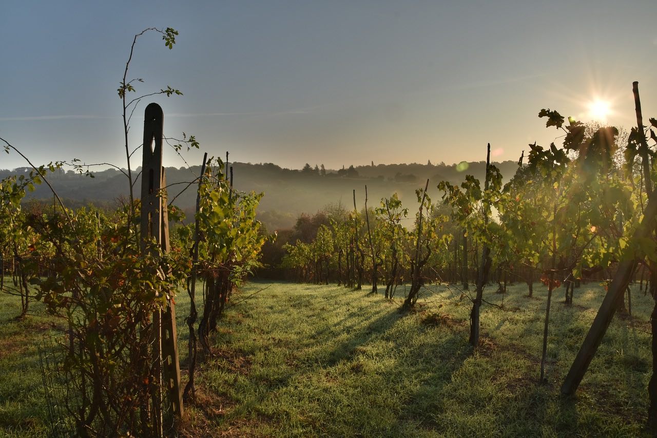 Vineyard in Tuscany st sunrise with low level mist