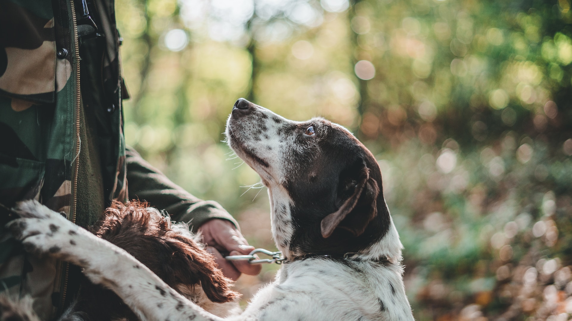 Truffle dog standing up against its owner 