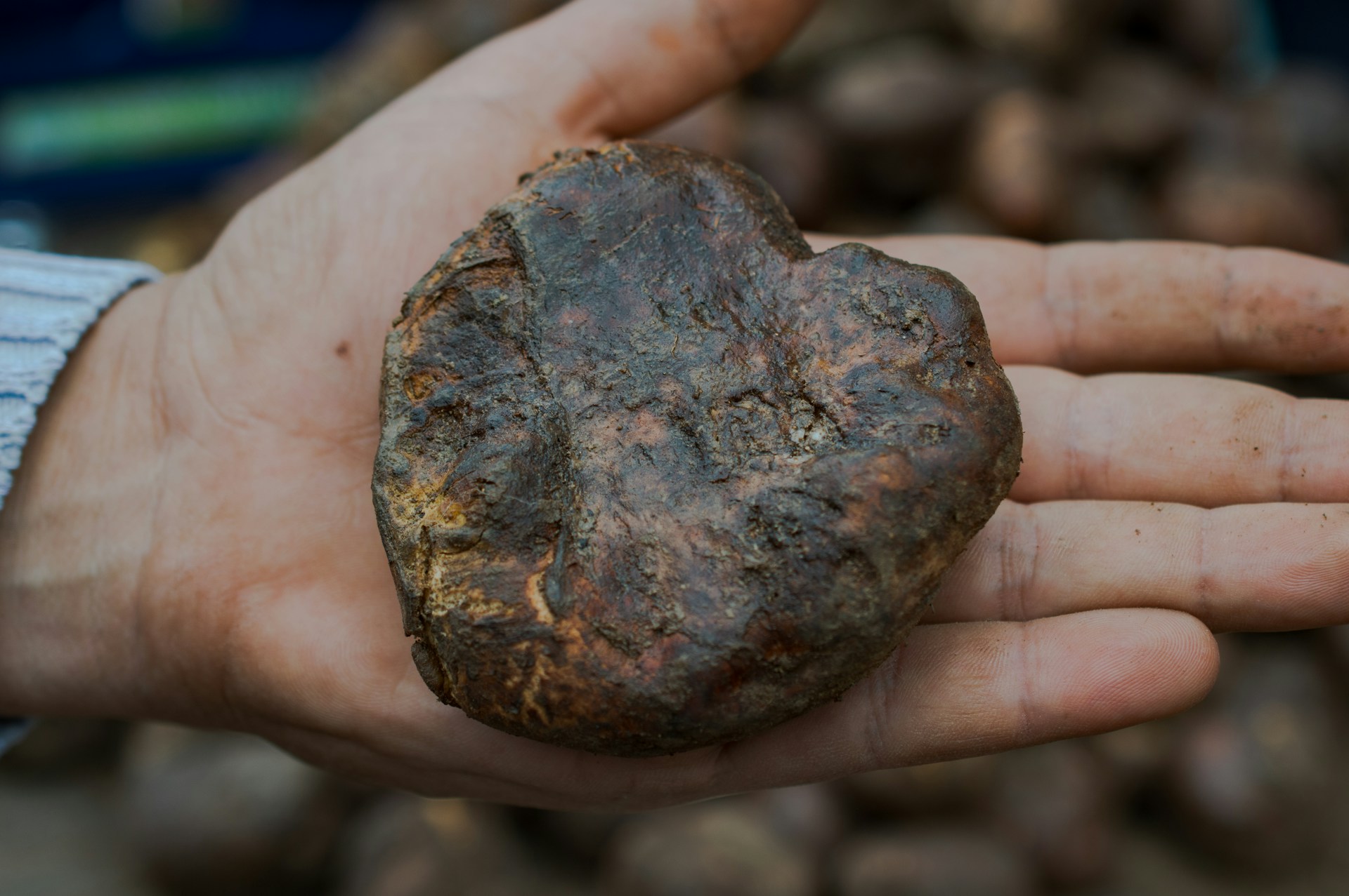 Hand holding out a large truffle