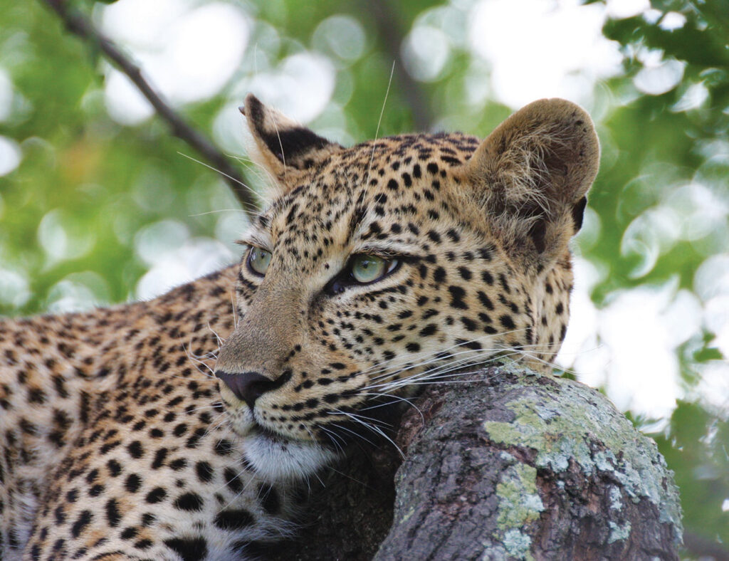 Close up of a leopard’s face with big green eyes and black spots resting in a tree.