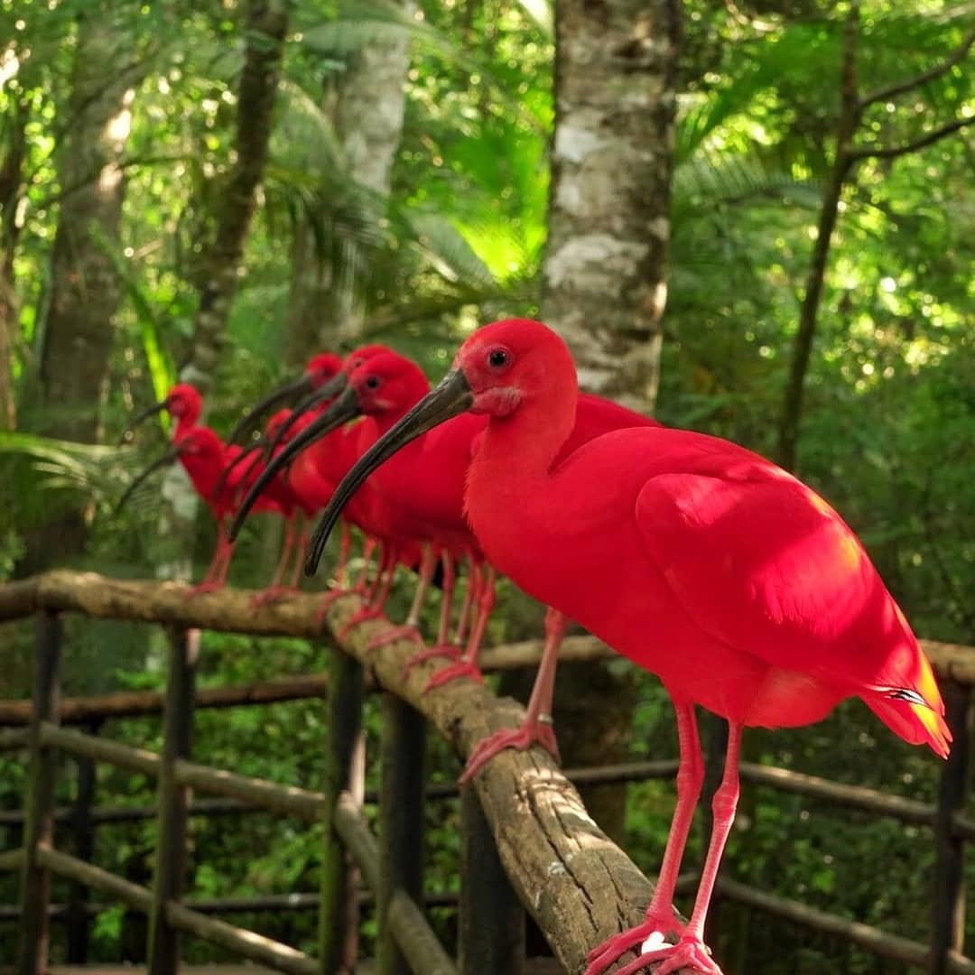 Bright red birds stand in line on a natural wood fence in the rainforest.