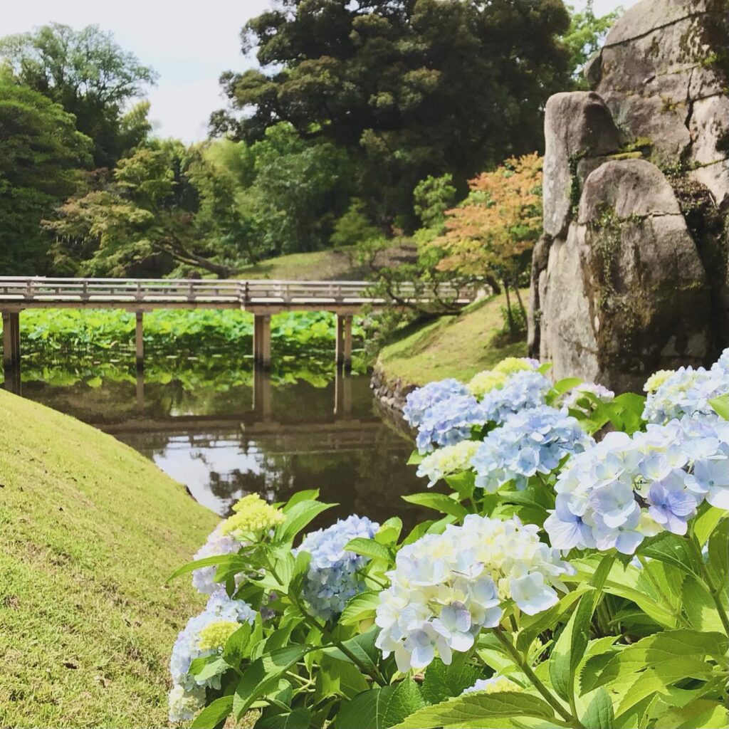 Blue flowers, a small river, a bridge and ricks in Korakuen garden in Japan