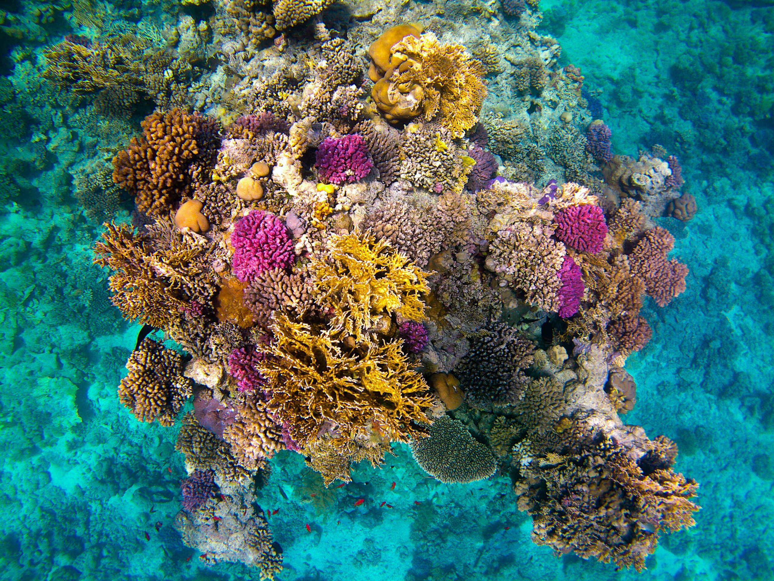 Bright coral found off Egypt's coast