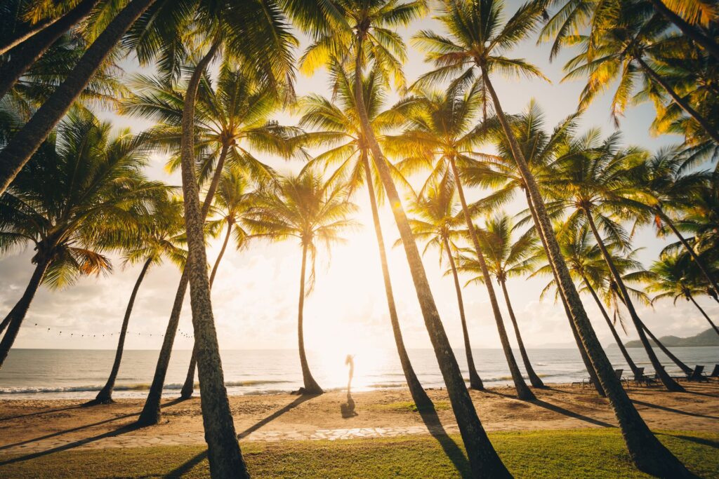 Palm trees at the water's edge with the sun shining through from behind.