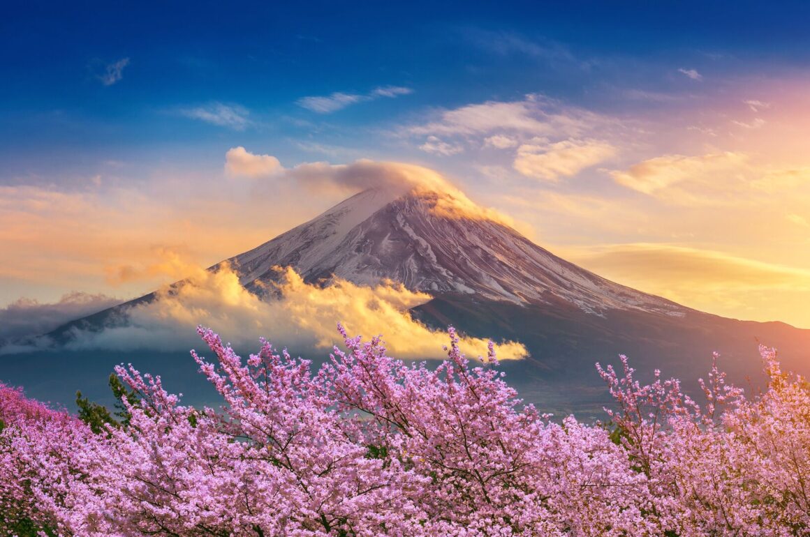 Mount Fuji in Japan with pink cherry blossom int he foreground.