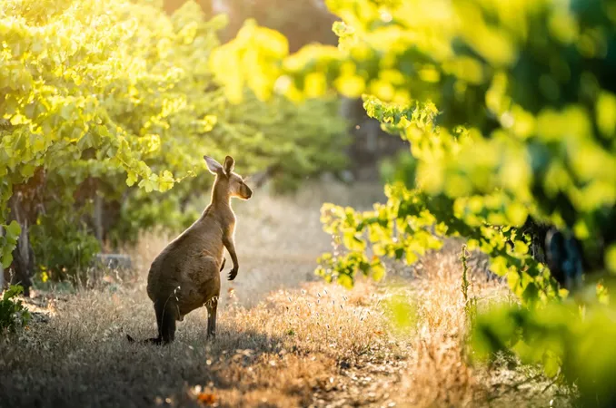 A kangaroo among plants in Australia